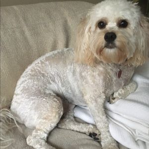 Meet your Posher, Liz